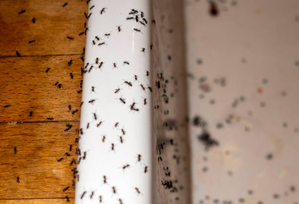 Best Pest Inspection Near Me  in Meadowbrook, CA