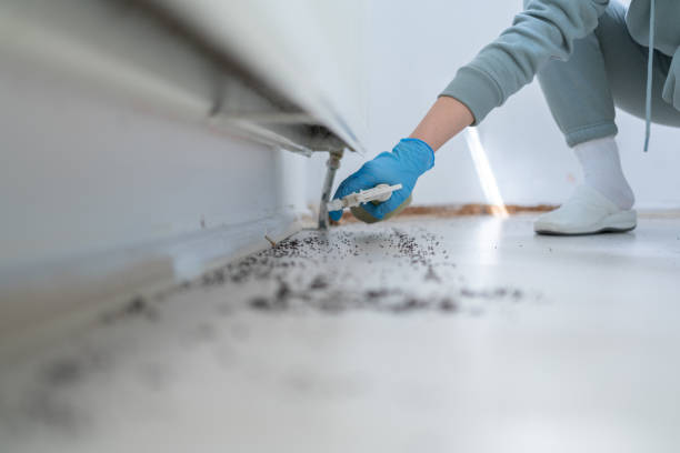 Trusted Meadowbrook, CA Pest Control Experts